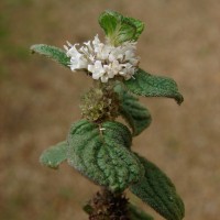 Hedyotis ceylanica N.Wikstr. & Neupane